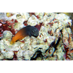 Escenius Bicolor